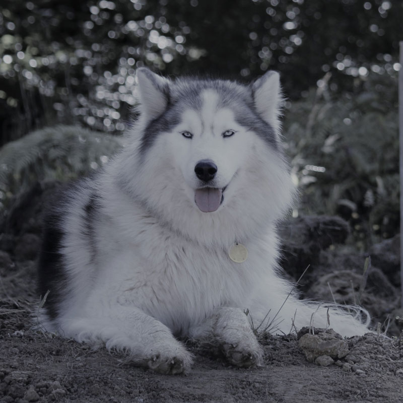 Zeus Zeus